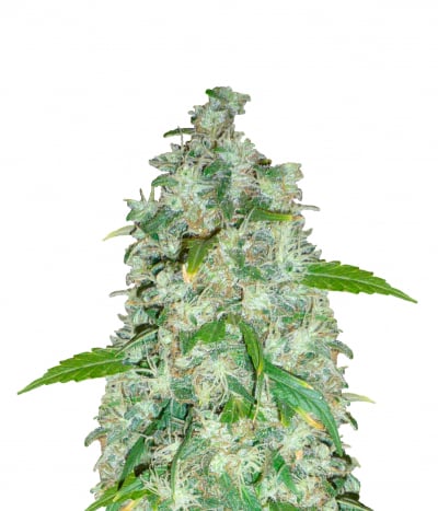 Mango Widow