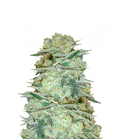 Mango Haze