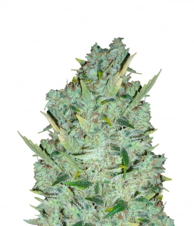 Black Widow