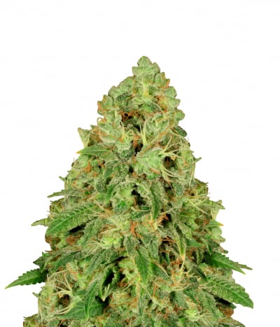 CBD-Chronic