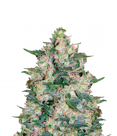 Autoflowering White Russian #1
