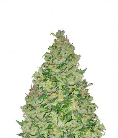AK 47