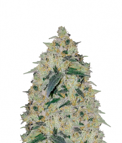 Tangerine Kush