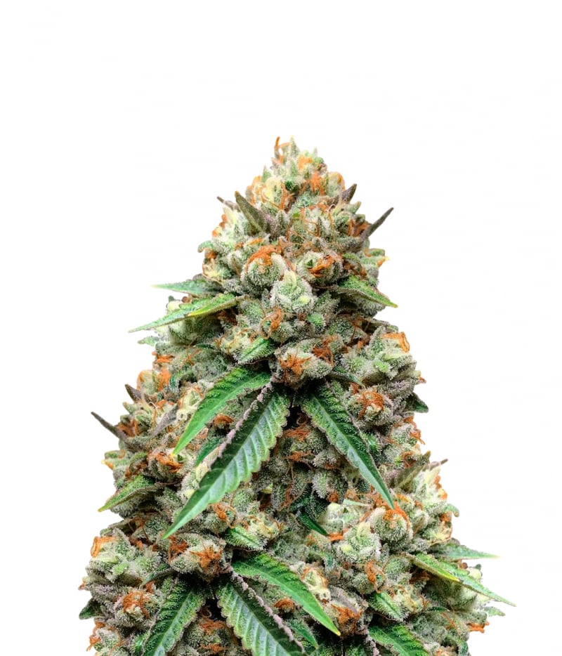 Rare Dankness | Star Killer Seeds | Green Parrot