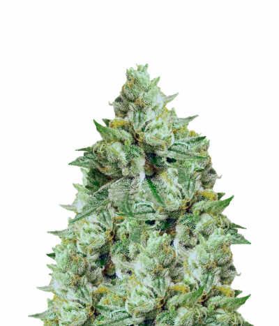 Rug Burn OG