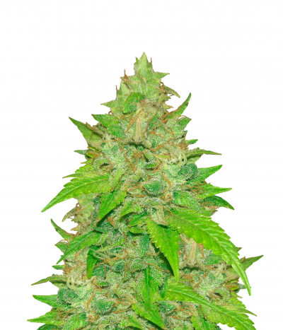 Gold Glue
