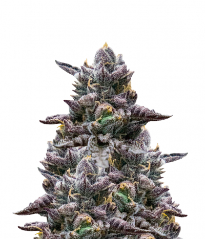 Rare Dankness Cookie Ox Seeds Green Parrot