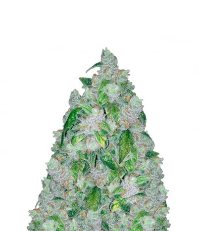 Night Nurse