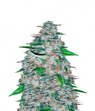 Girl Scout Cookies (FEM)