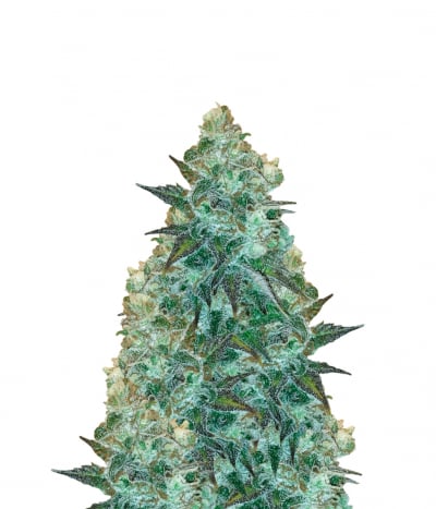 Fuel OG