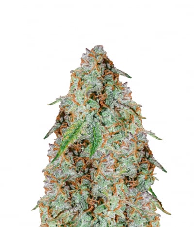 Auto White Berry