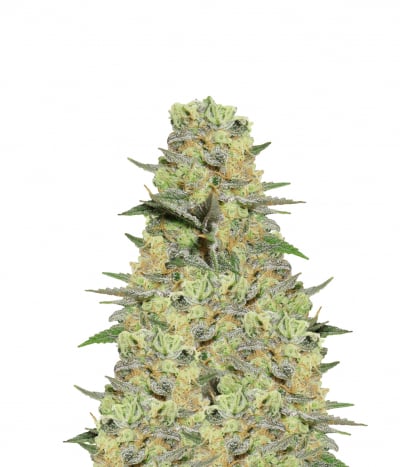 Ortega