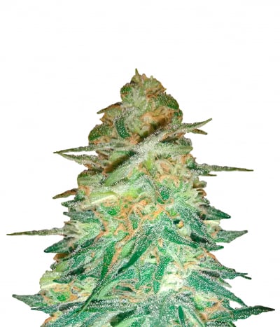 Holy Grail 69