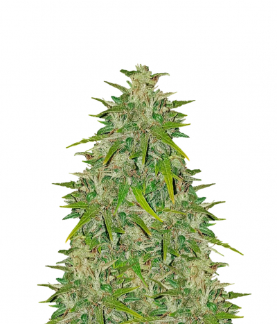 Maxi Haze