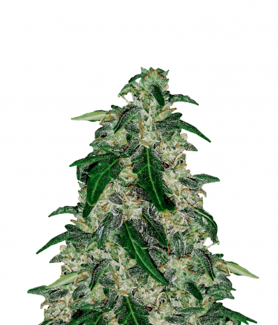 Haze Gom