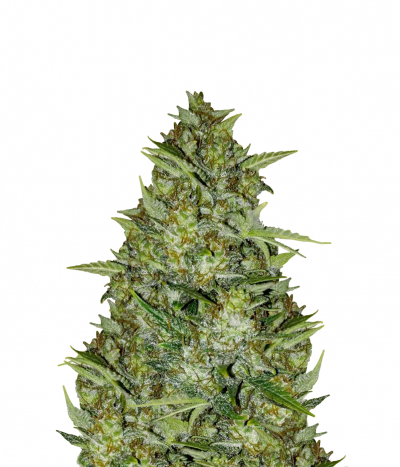 Auto AK-47
