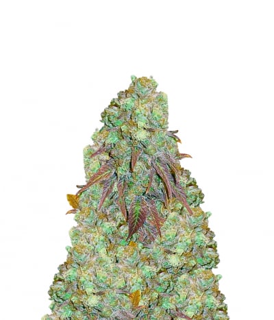 Rock Bud