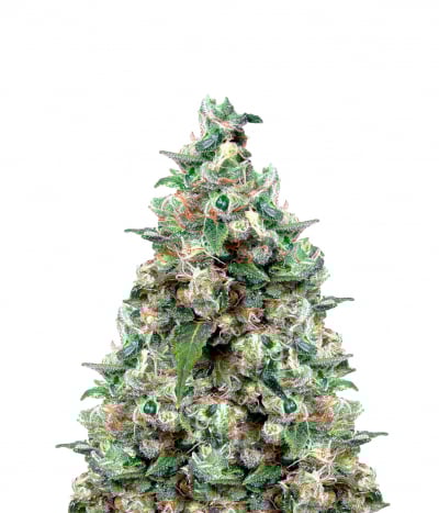 NYC Diesel
