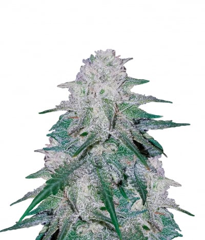 Amnesia Haze