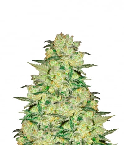 Afghan Kush x White Widow