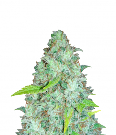 Afghan Kush x Skunk