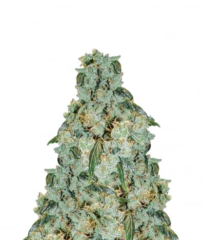 Afghan Haze