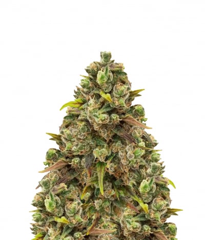 Critical Haze