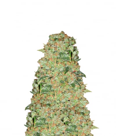 Critical Skunk