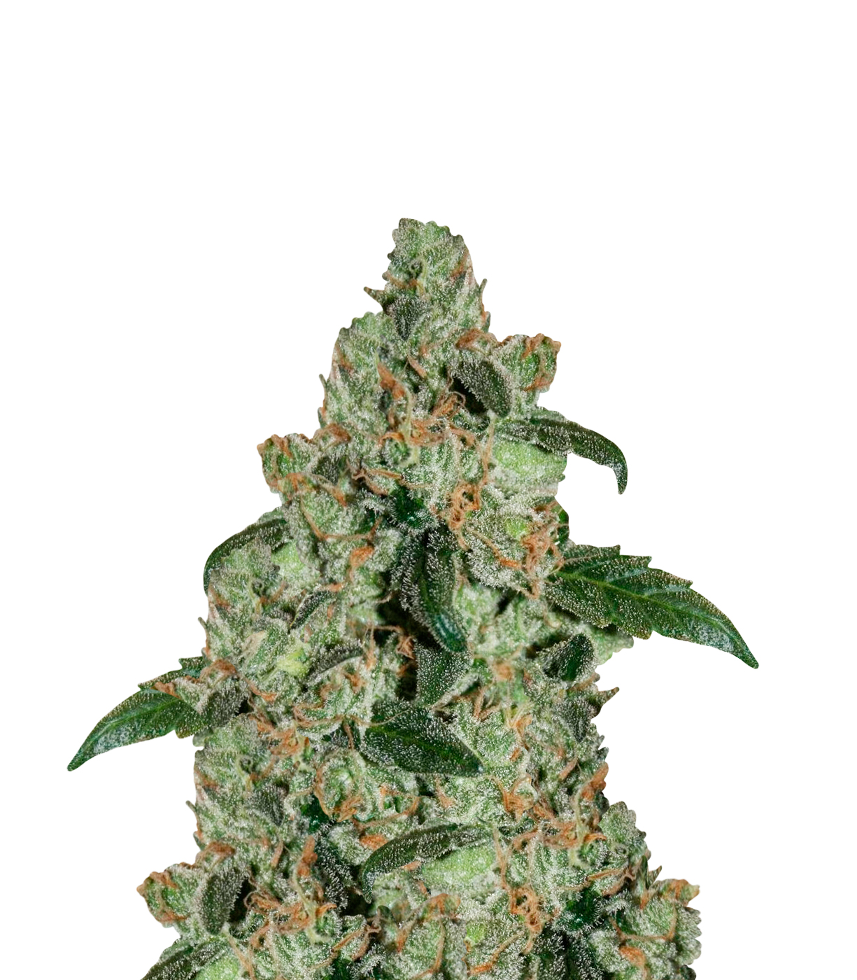 Mr Nice | G13 Haze Seeds | Green Parrot