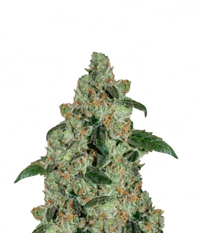 G13 Haze