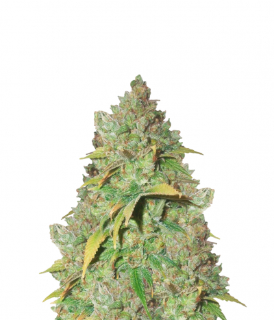 G13 Skunk