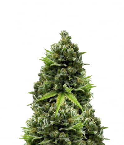 Medicine Man