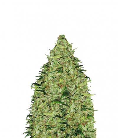 Nevilles Skunk