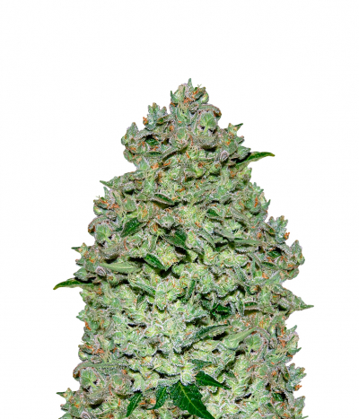 Auto Biodiesel Mass