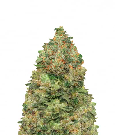 Auto Critical Soma