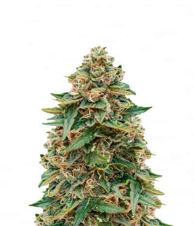 Auto Skunk 47