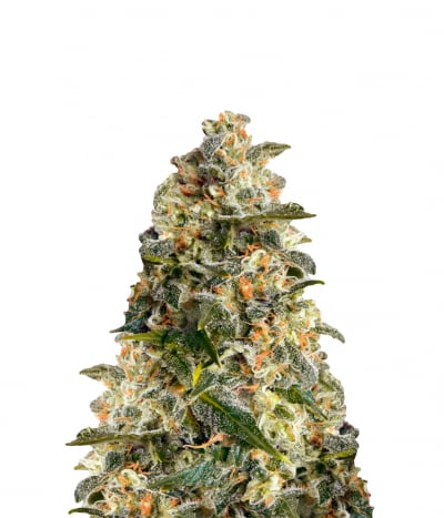 Heavy Bud