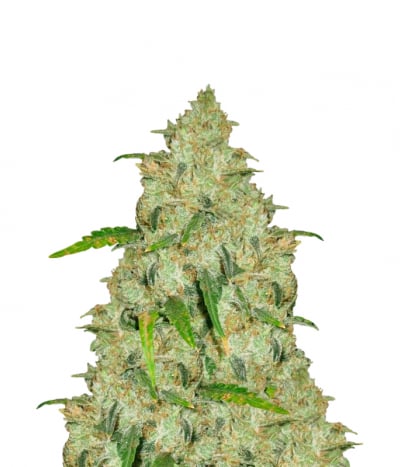 Afghan Kush