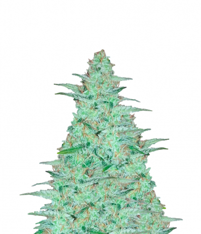 Afghan Kush x Black Domina