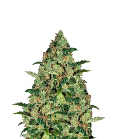 Chronic Haze