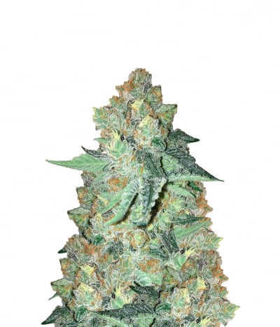 Colombian Gold (FEM)