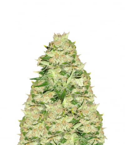 Domina Star