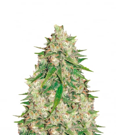 Mazar x Great White Shark