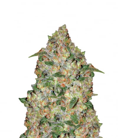 Critical