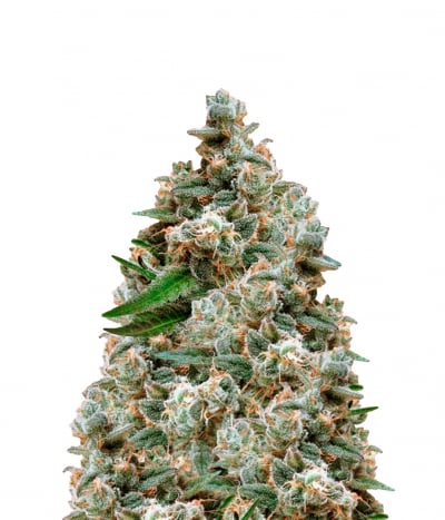 Nepal Jam Reg.