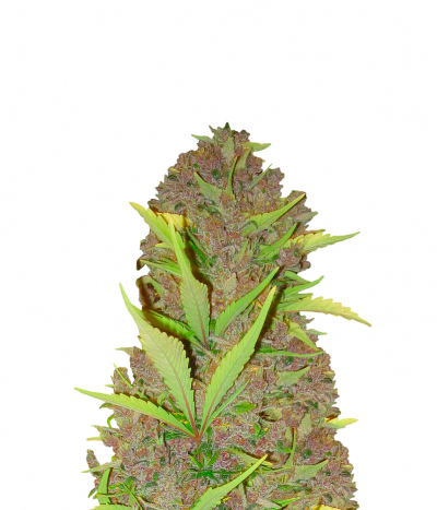 Congo