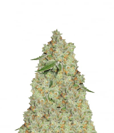 Ghost Rider OG