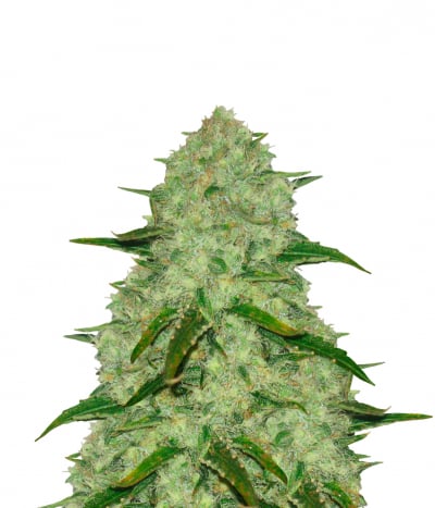 White Widow