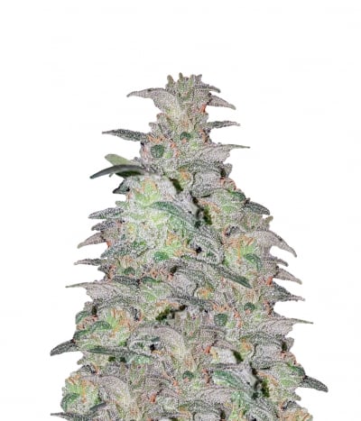 White Haze Automatic