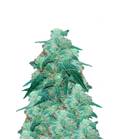 White Diesel Haze Automatic